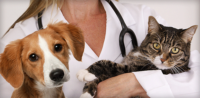             ИНТЕРЕСНО             полезные статьи  ветеринарных врачей